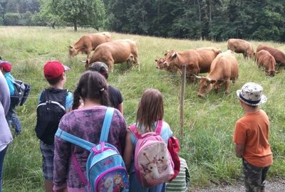 Zu sehen sind Schüler vor einer Weide die auf Kühe schauen